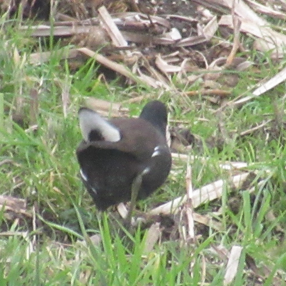 Eurasian Moorhen - ML647676854
