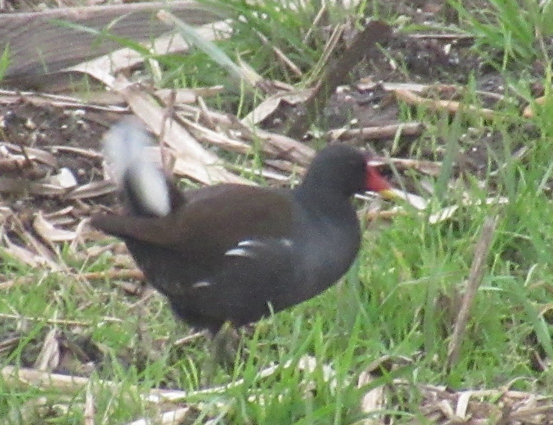 Eurasian Moorhen - ML647676855