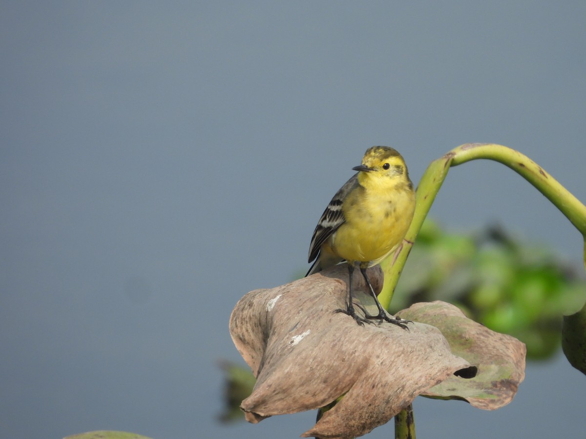 Citrine Wagtail - ML647676861