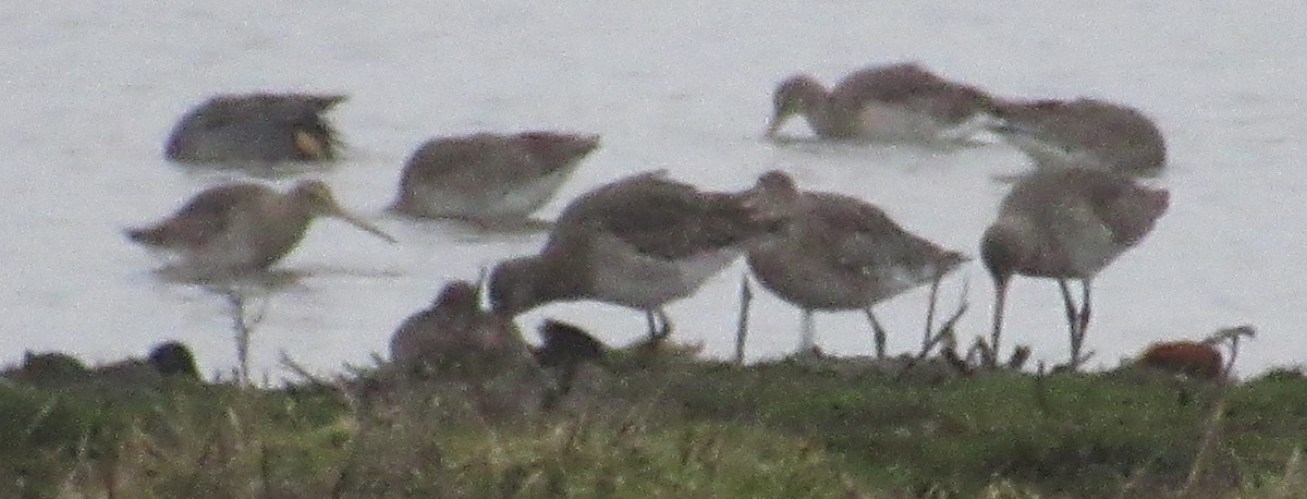Black-tailed Godwit - ML647676862