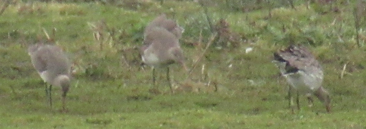 Black-tailed Godwit - ML647676863
