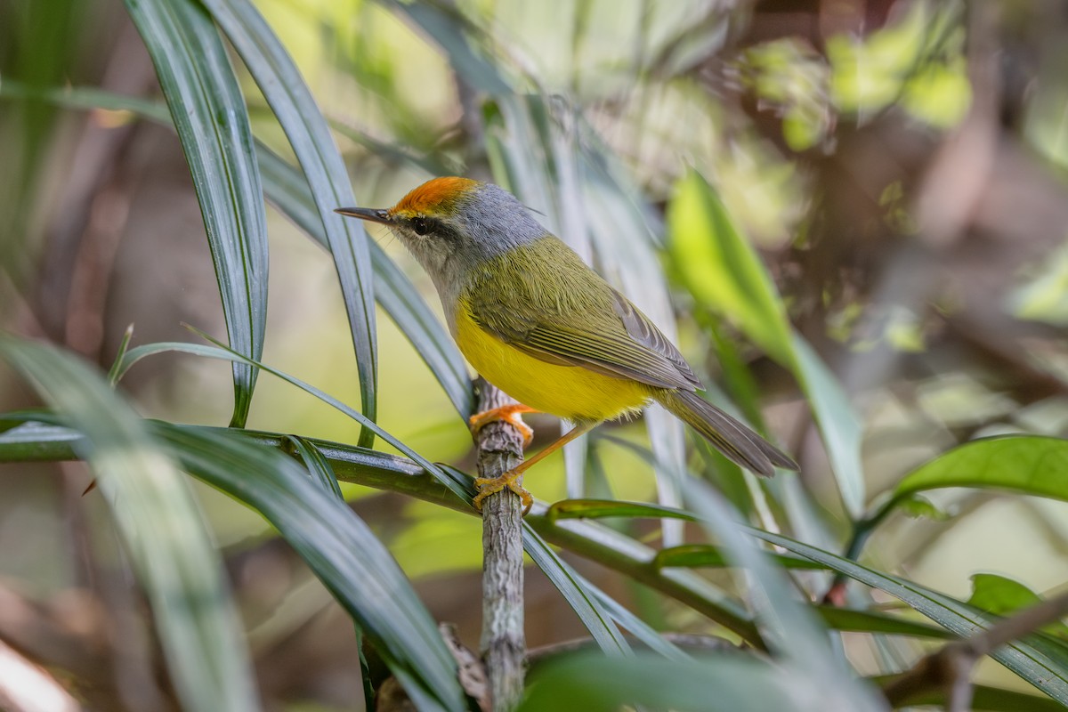 Mountain Tailorbird - ML647676864
