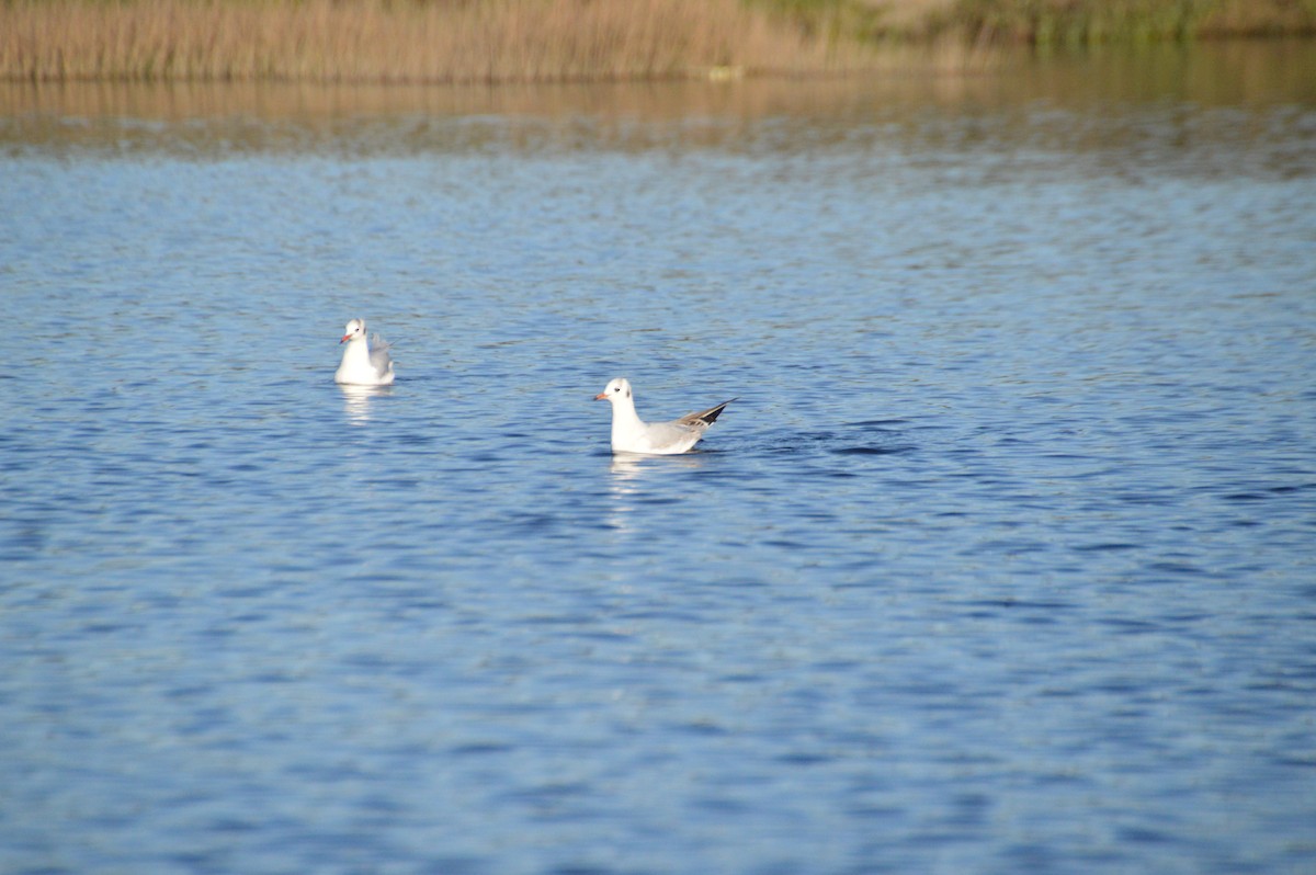 Mediterranean Gull - ML647676866