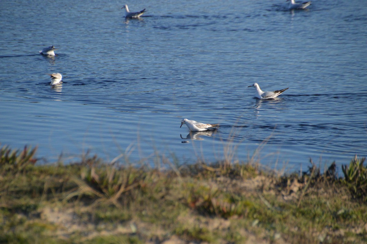 Mediterranean Gull - ML647676867