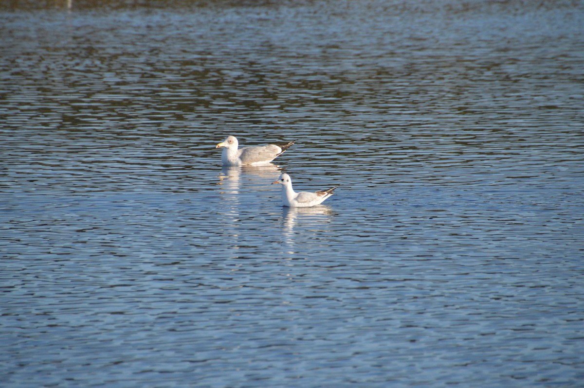 Mediterranean Gull - ML647676868