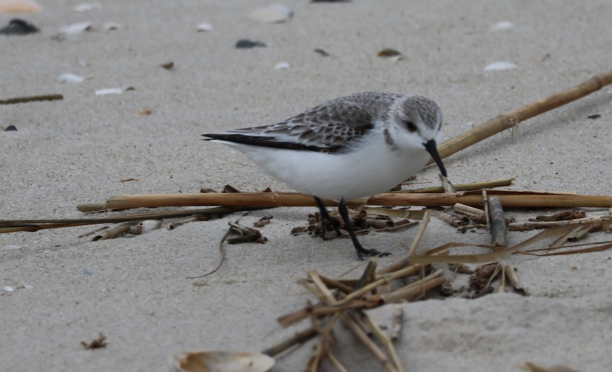 Sanderling - ML647676869