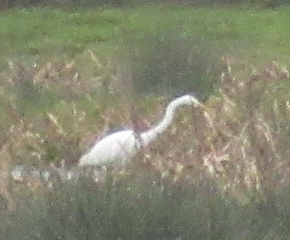 Great Egret - ML647676871