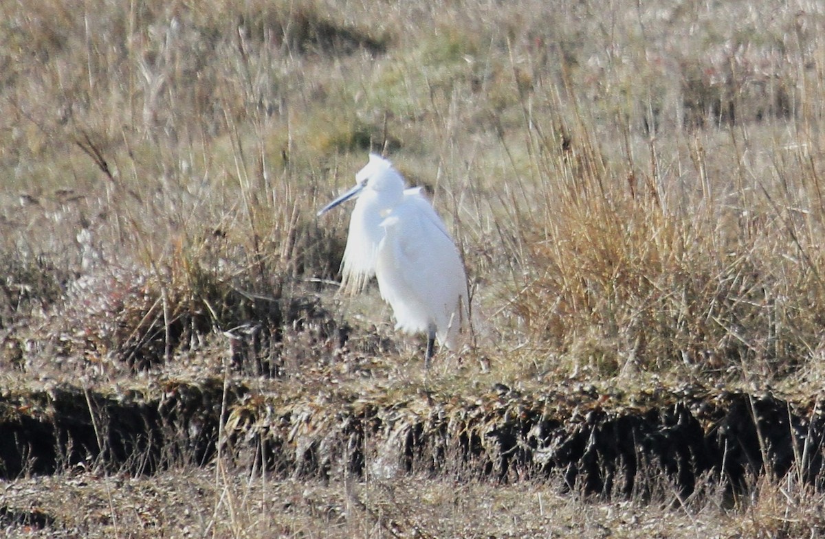 Little Egret - ML647676874