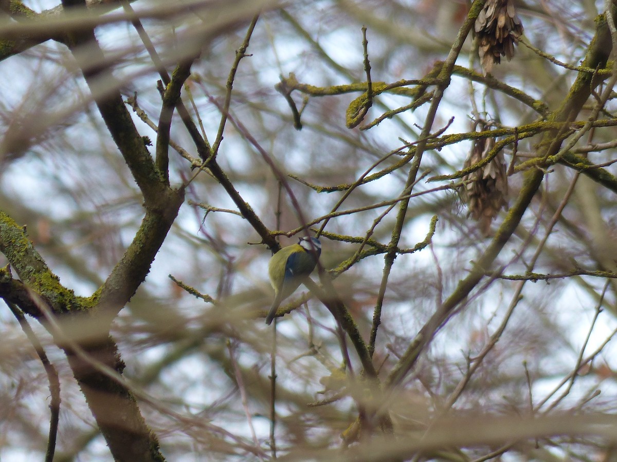 Eurasian Blue Tit - ML647676876
