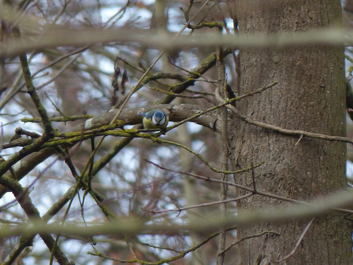 Eurasian Blue Tit - ML647676877