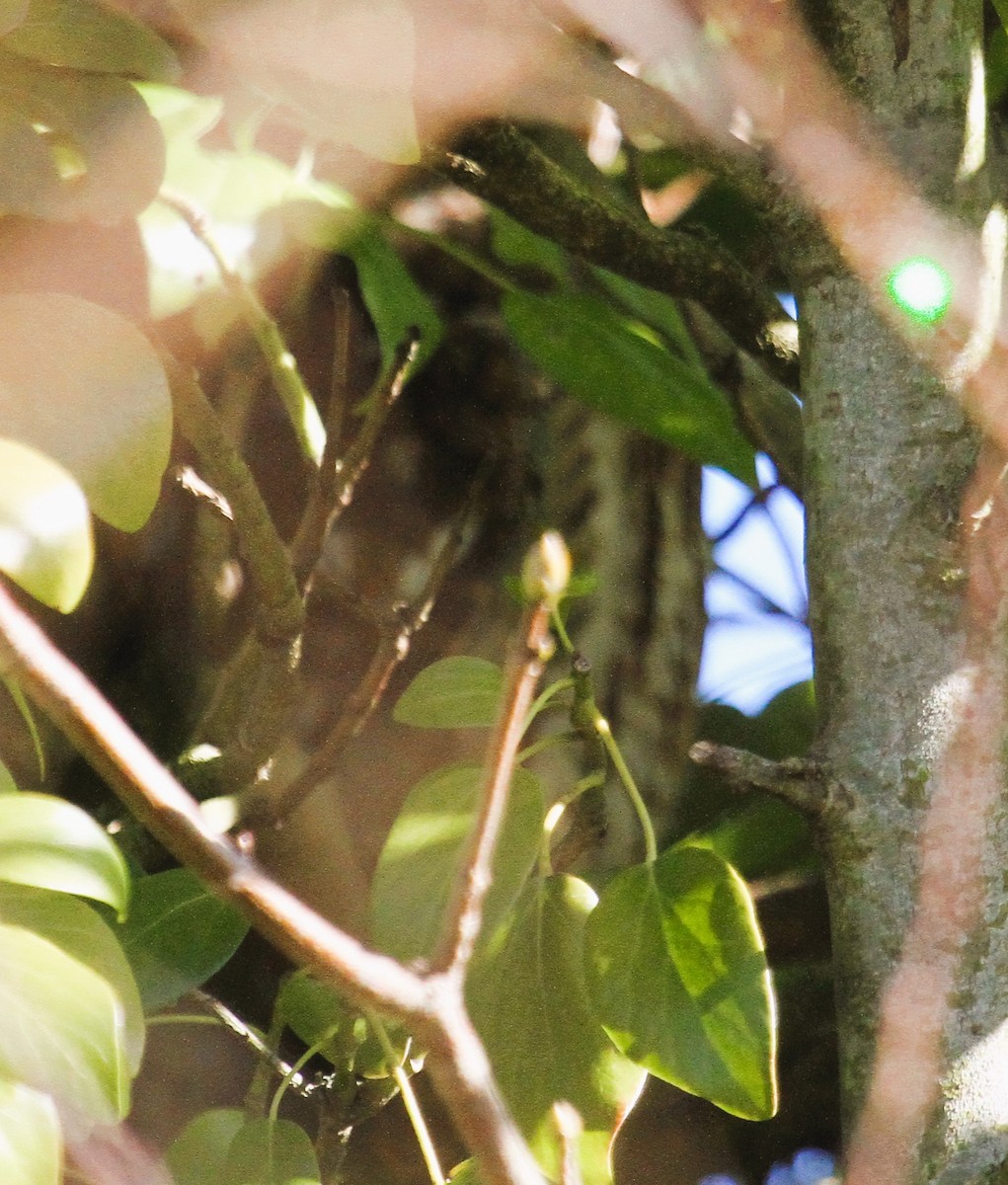 kattugle - ML647676901