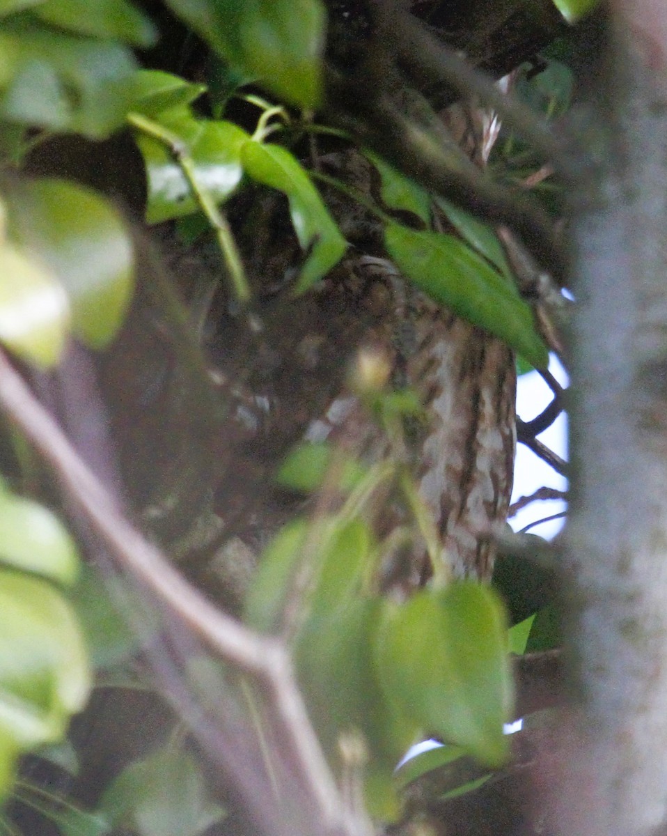 kattugle - ML647676902