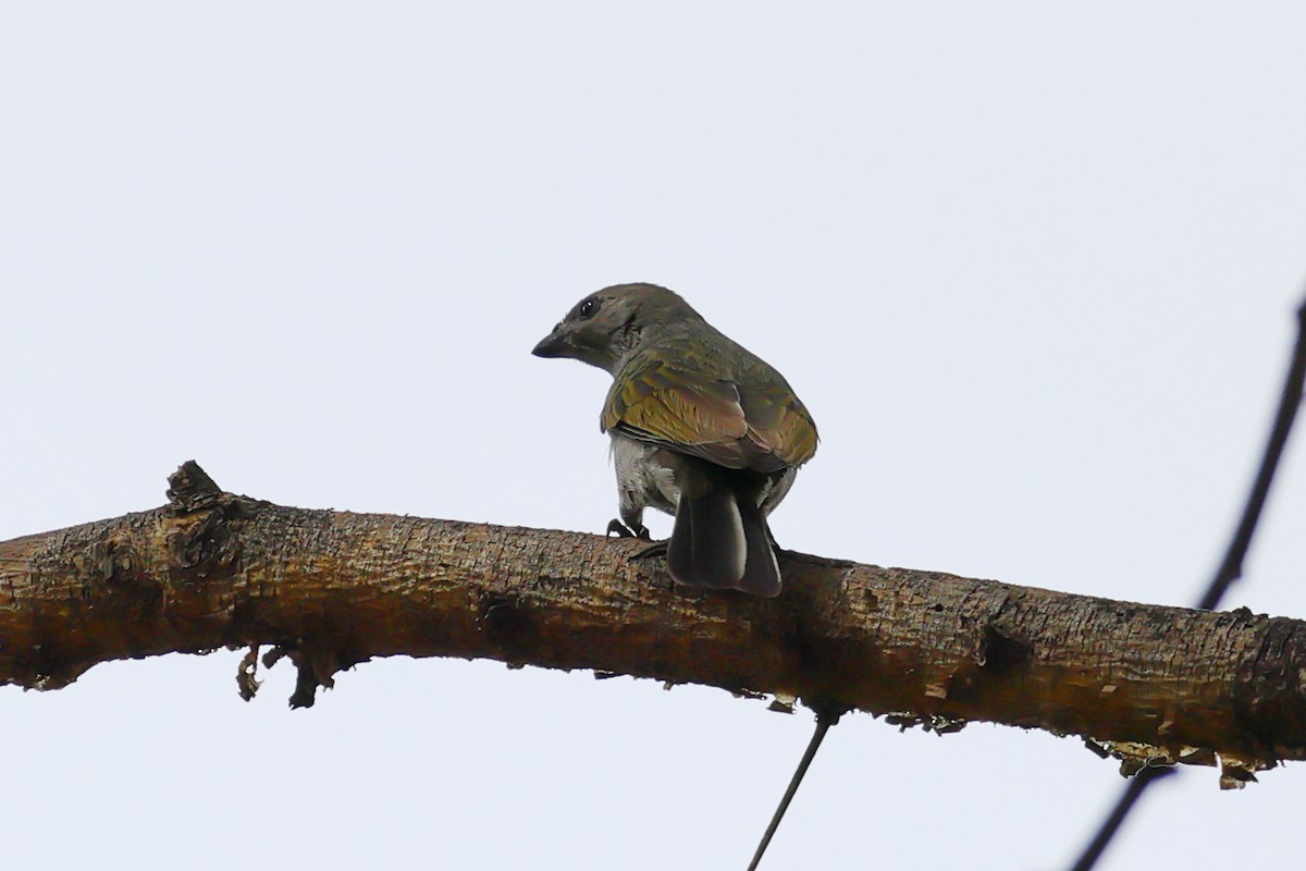 Lesser Honeyguide - ML647676905