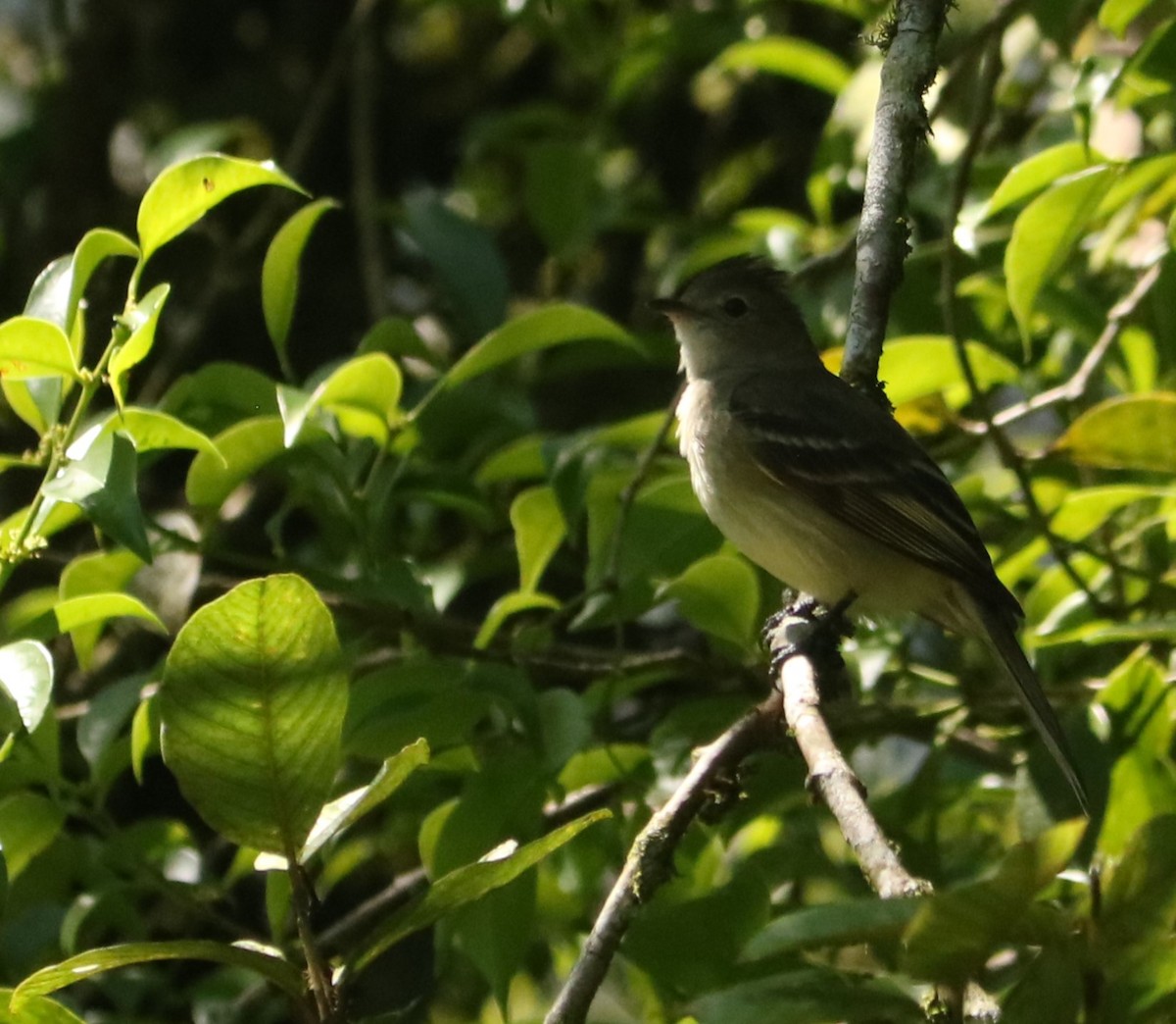Yellow-bellied Elaenia - ML647676918