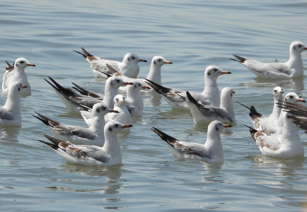 Brown-headed Gull - ML647676920