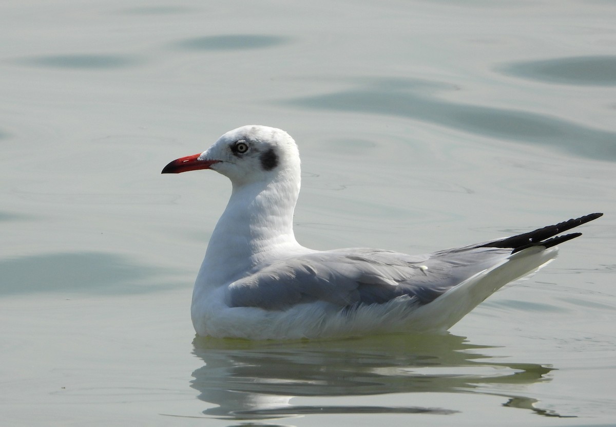 Brown-headed Gull - ML647676921