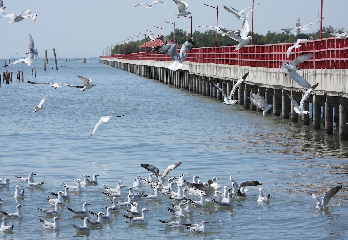 Brown-headed Gull - ML647676922