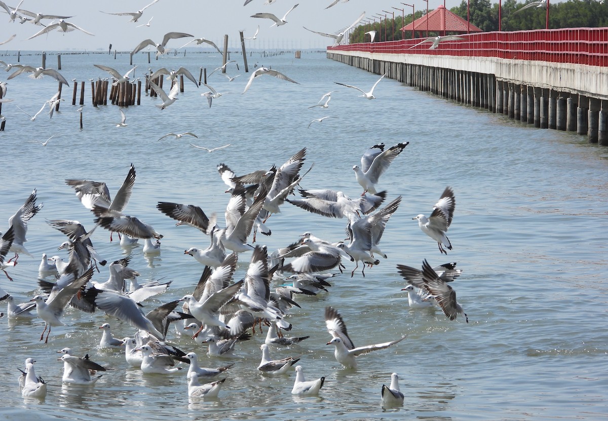 Brown-headed Gull - ML647676923