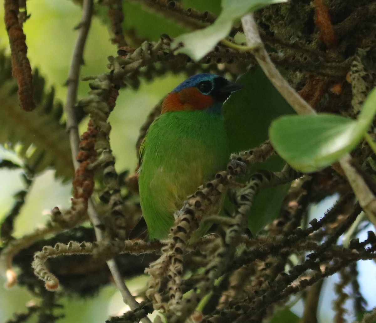 Tangara Militar - ML647676944