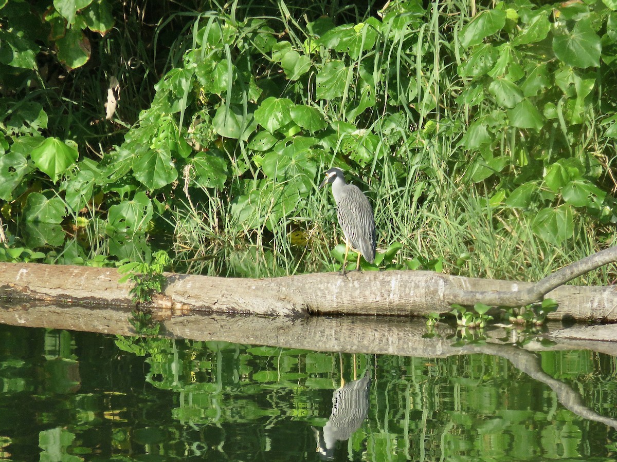 Yellow-crowned Night Heron - ML647676968