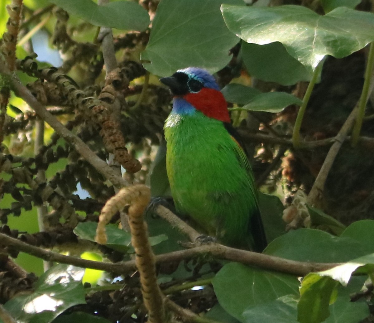 Tangara Militar - ML647676969