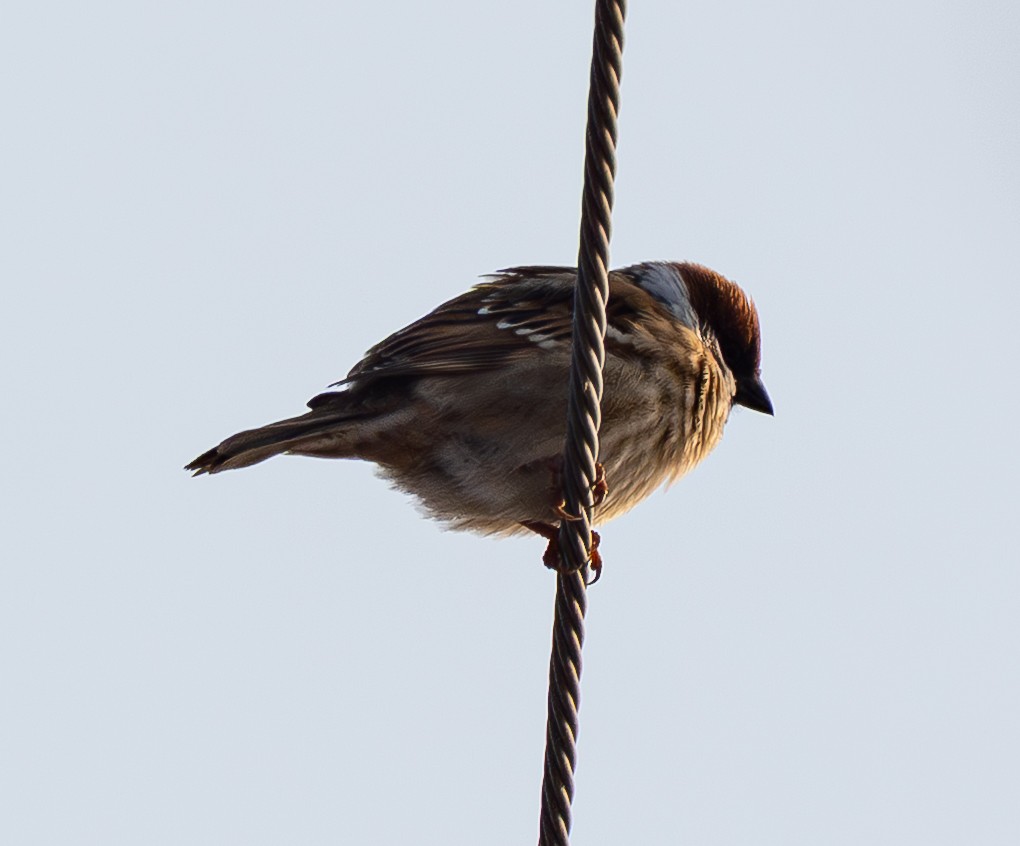 Gorrión Molinero - ML647676988