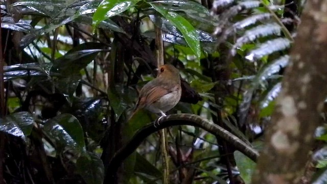 Rufous-browed Flycatcher - ML647677001