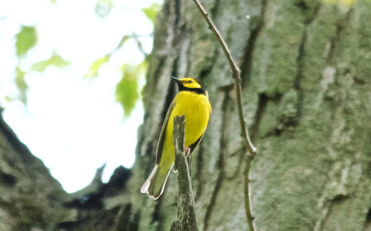 クロズキンアメリカムシクイ - ML647677017