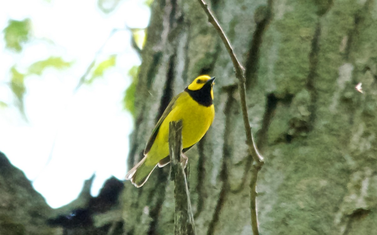 クロズキンアメリカムシクイ - ML647677018