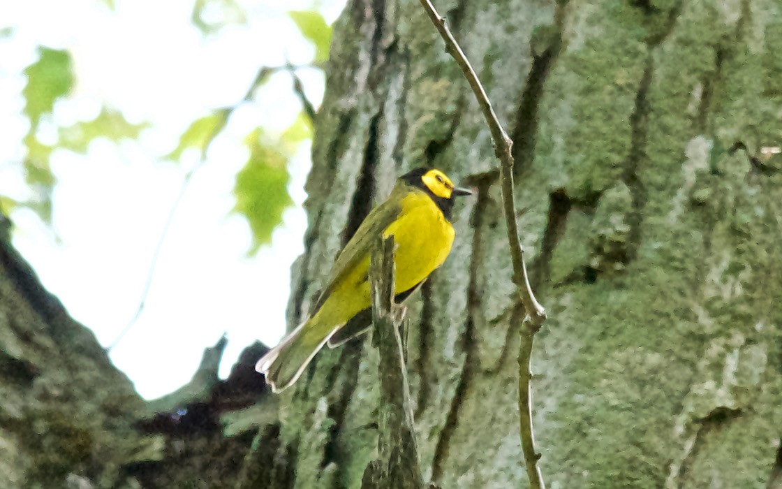 クロズキンアメリカムシクイ - ML647677019