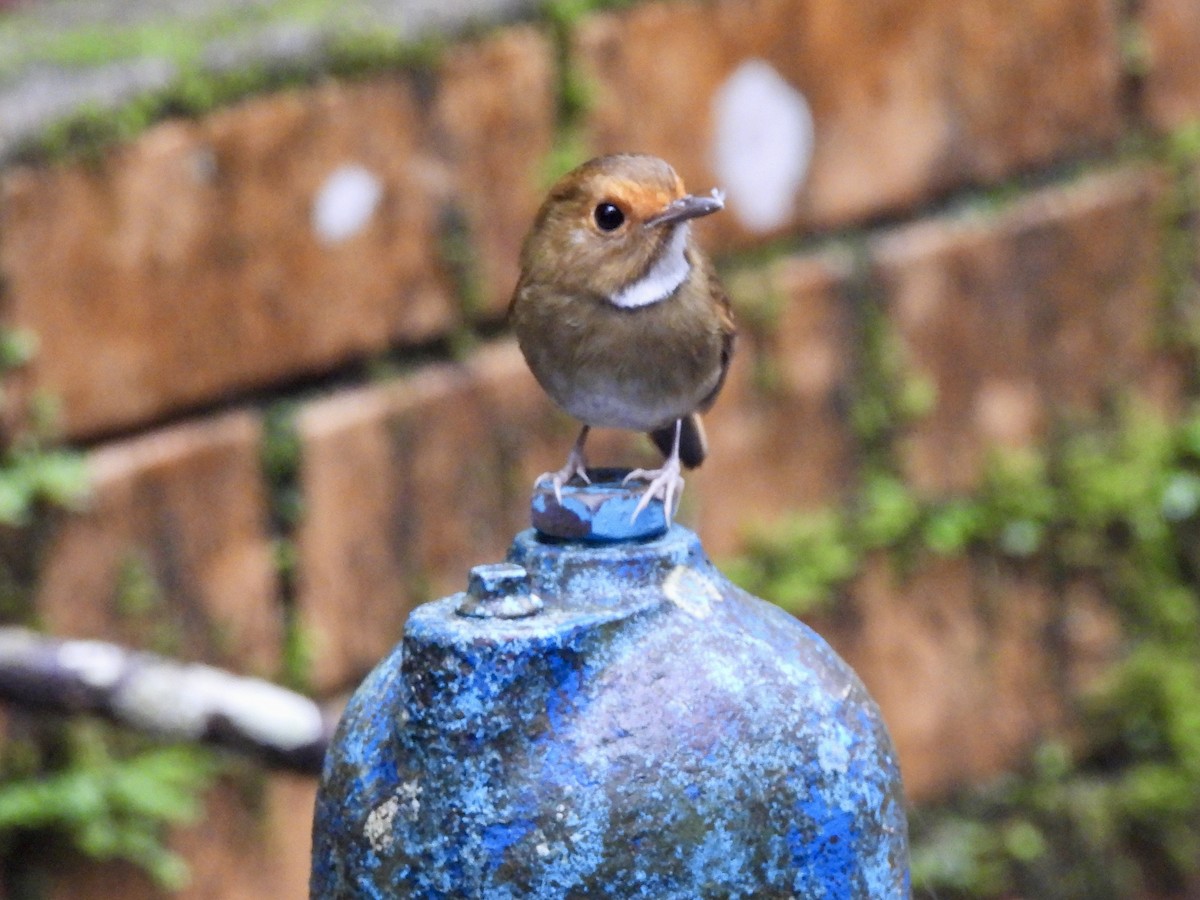 アカメヒタキ - ML647677020