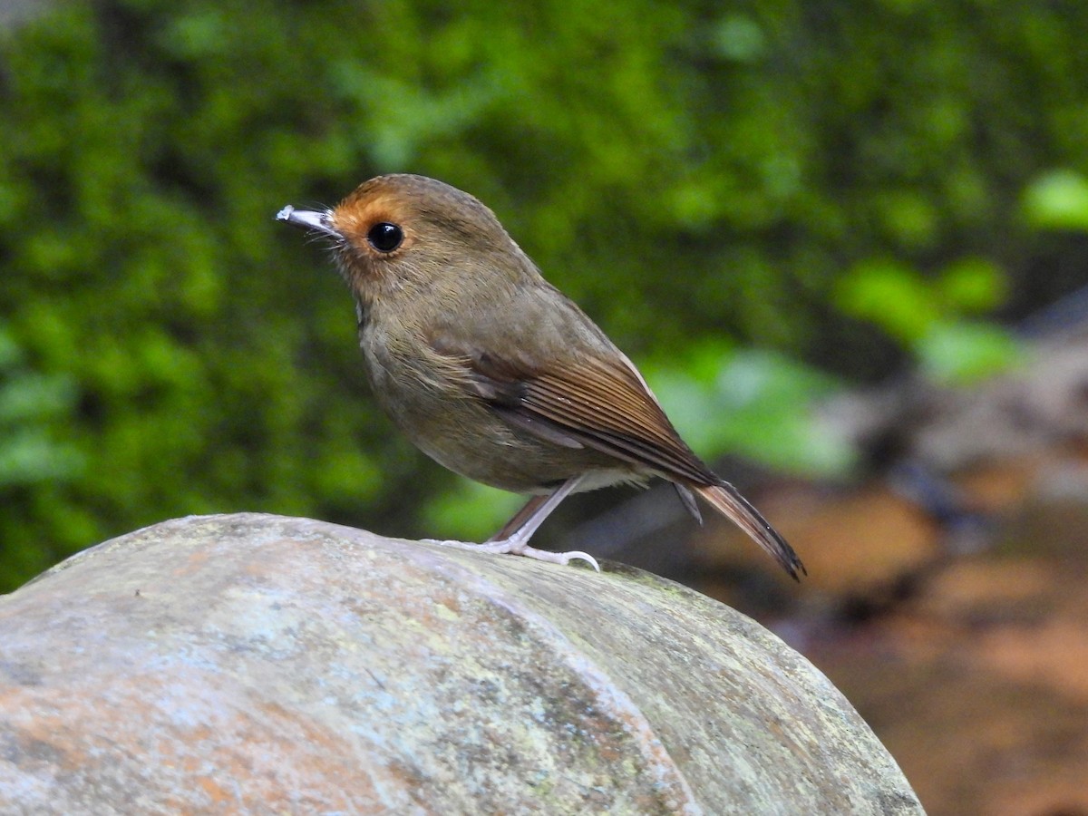 アカメヒタキ - ML647677021