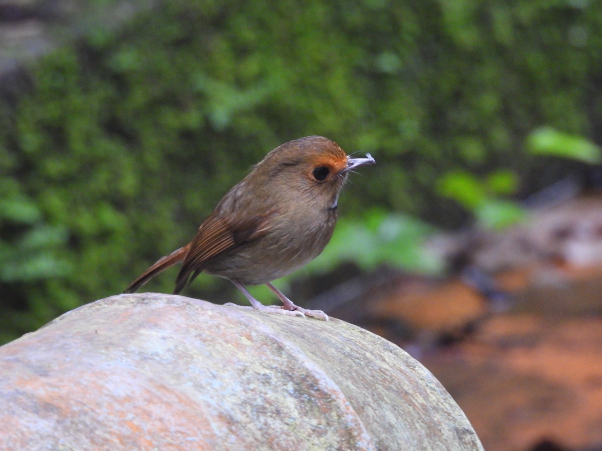 アカメヒタキ - ML647677022