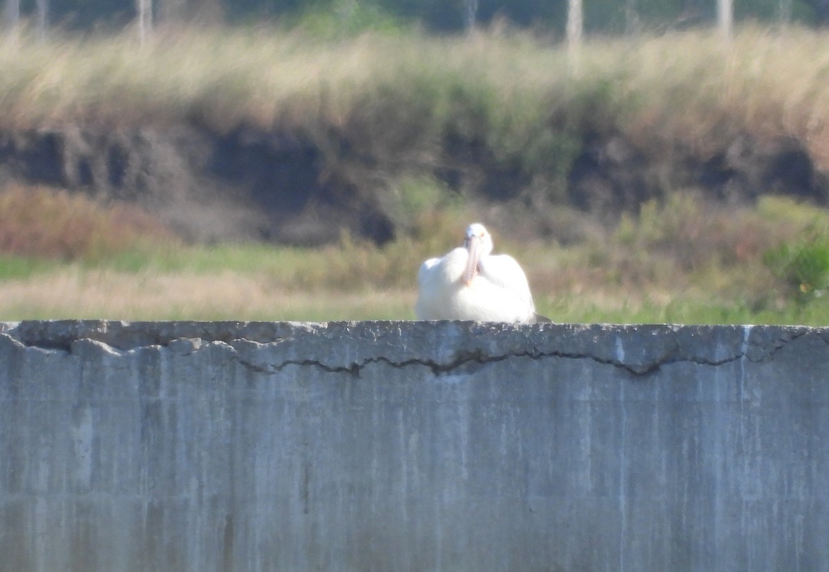 Spot-billed Pelican - ML647677038