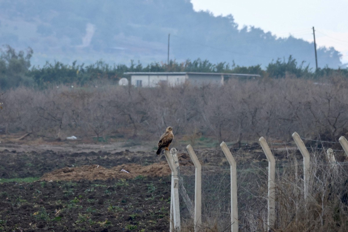 Long-legged Buzzard - ML647677044