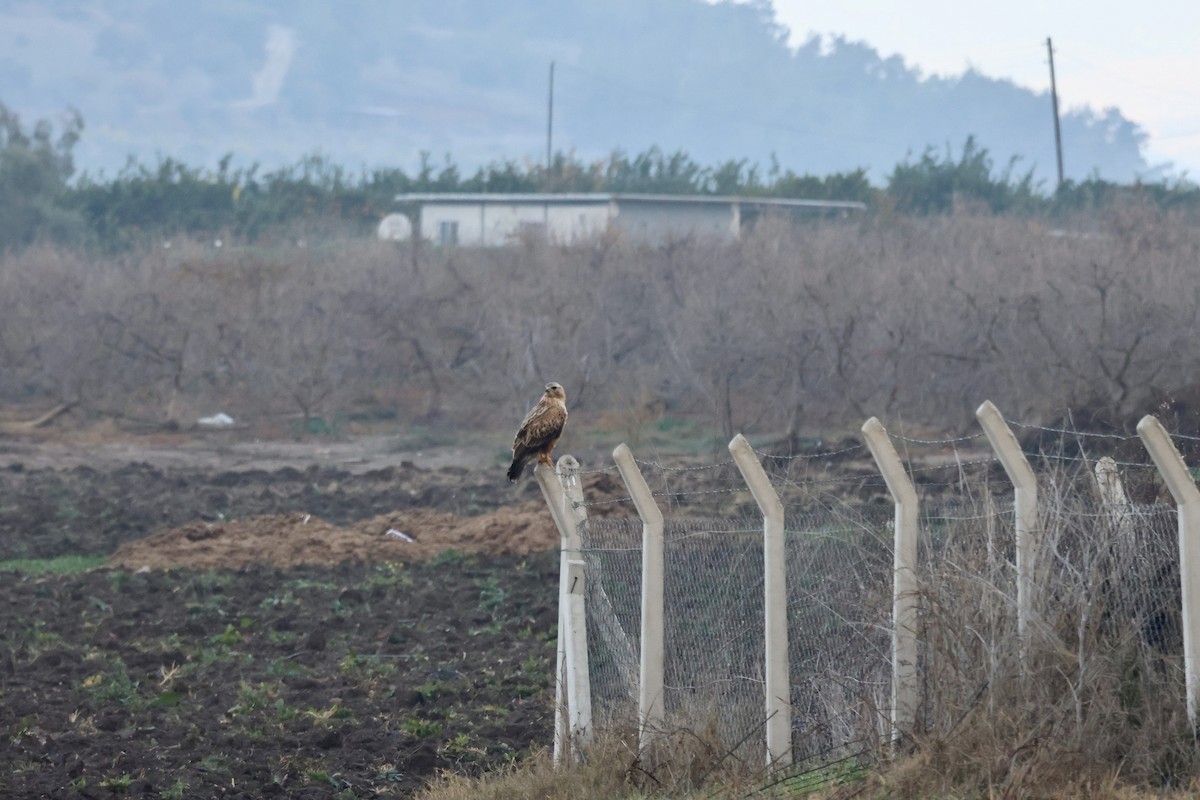 Long-legged Buzzard - ML647677045