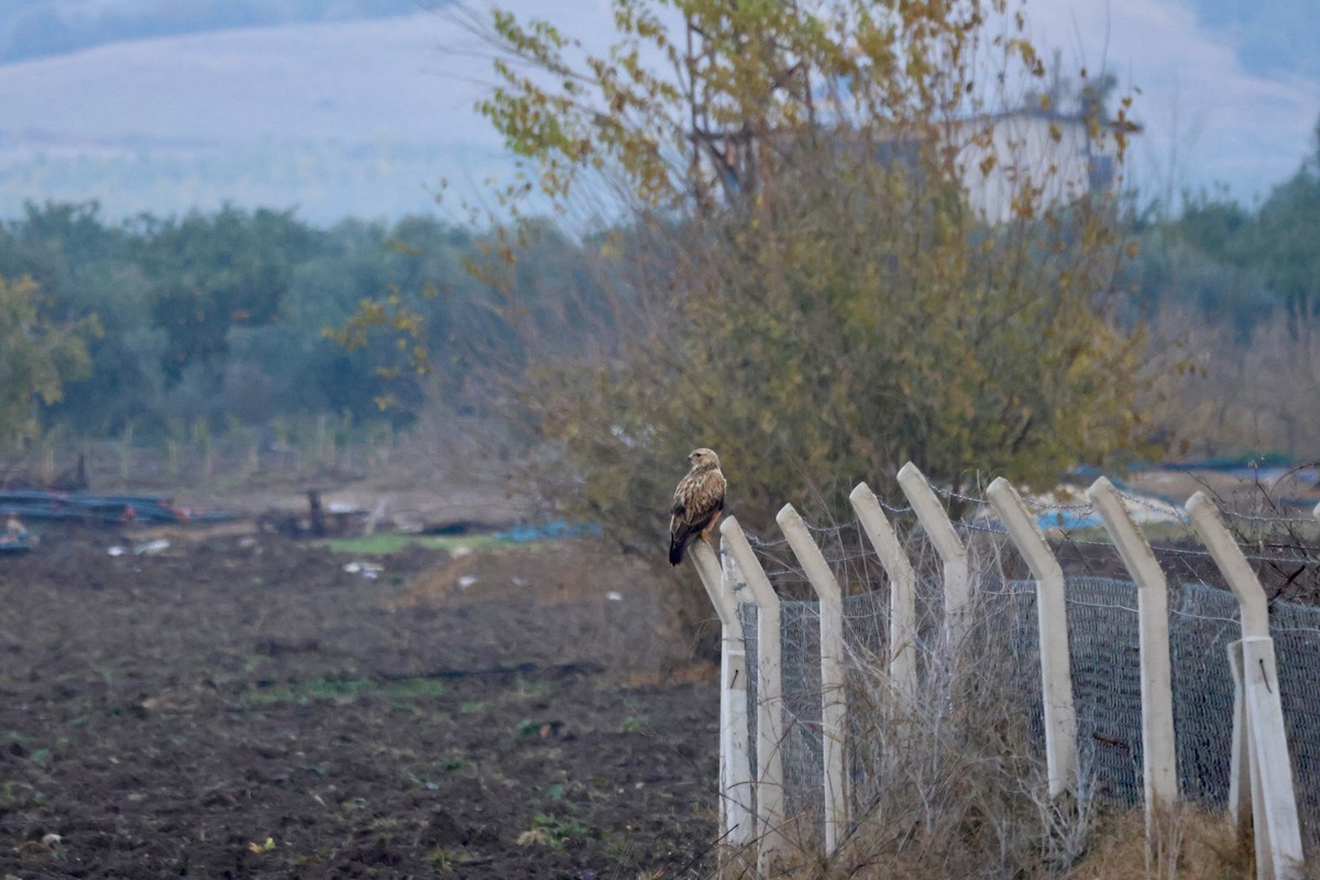 Long-legged Buzzard - ML647677046