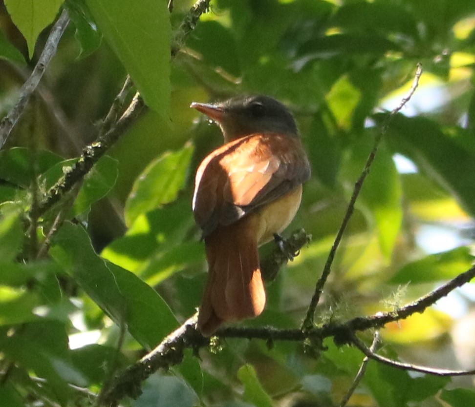 Kızıl Kuyruklu Attila - ML647677054