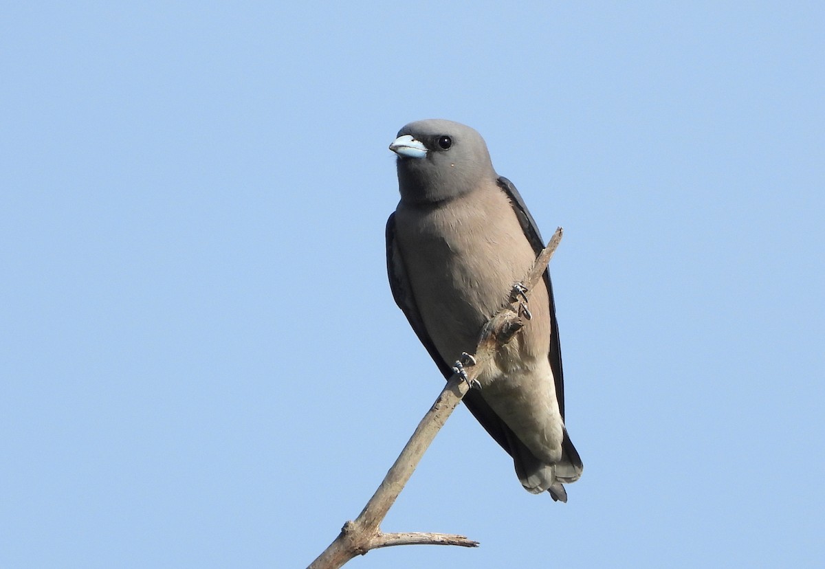 Langrayen brun - ML647677058