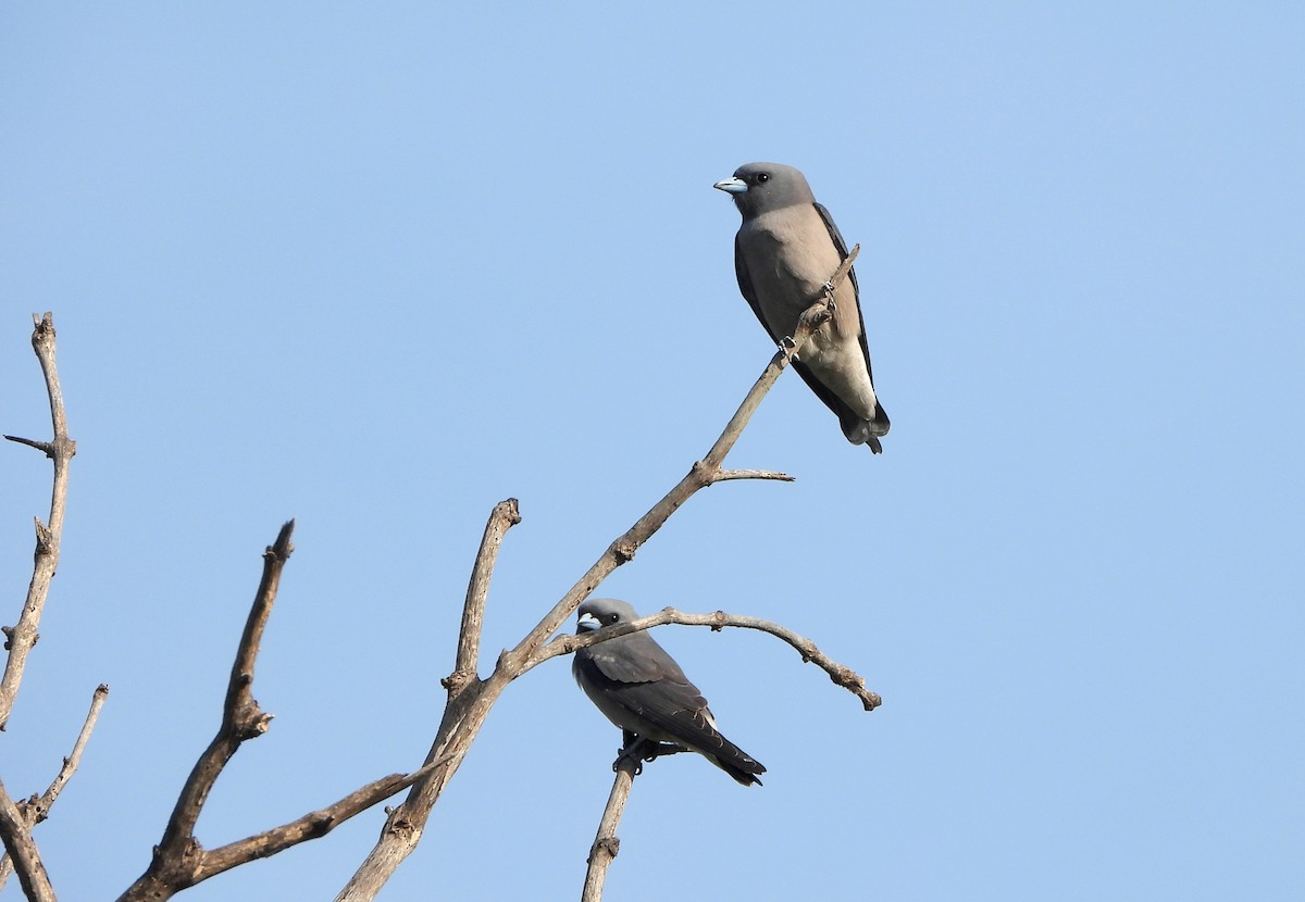 Langrayen brun - ML647677060