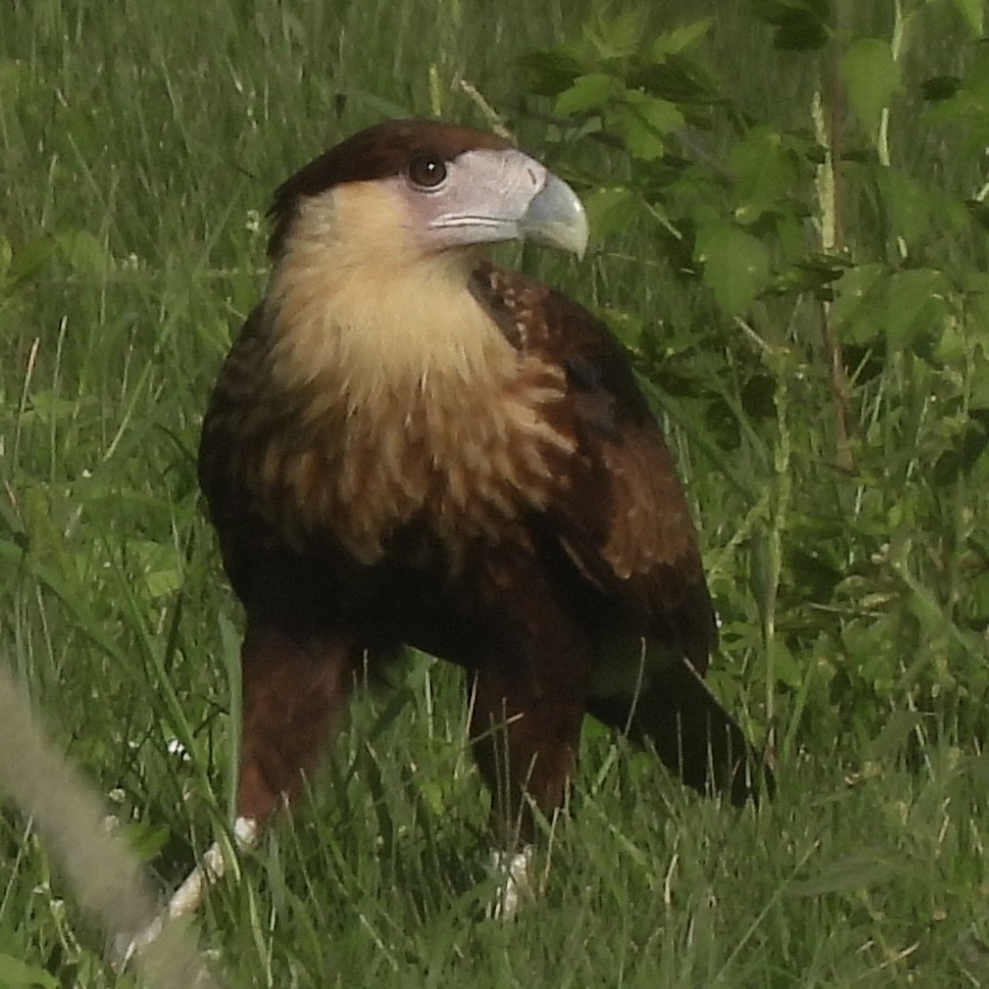 Caracara huppé - ML647677061
