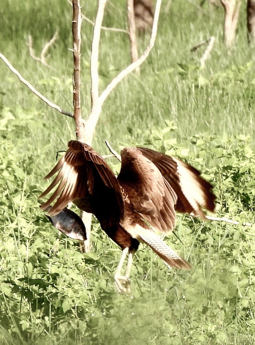 Caracara huppé - ML647677062