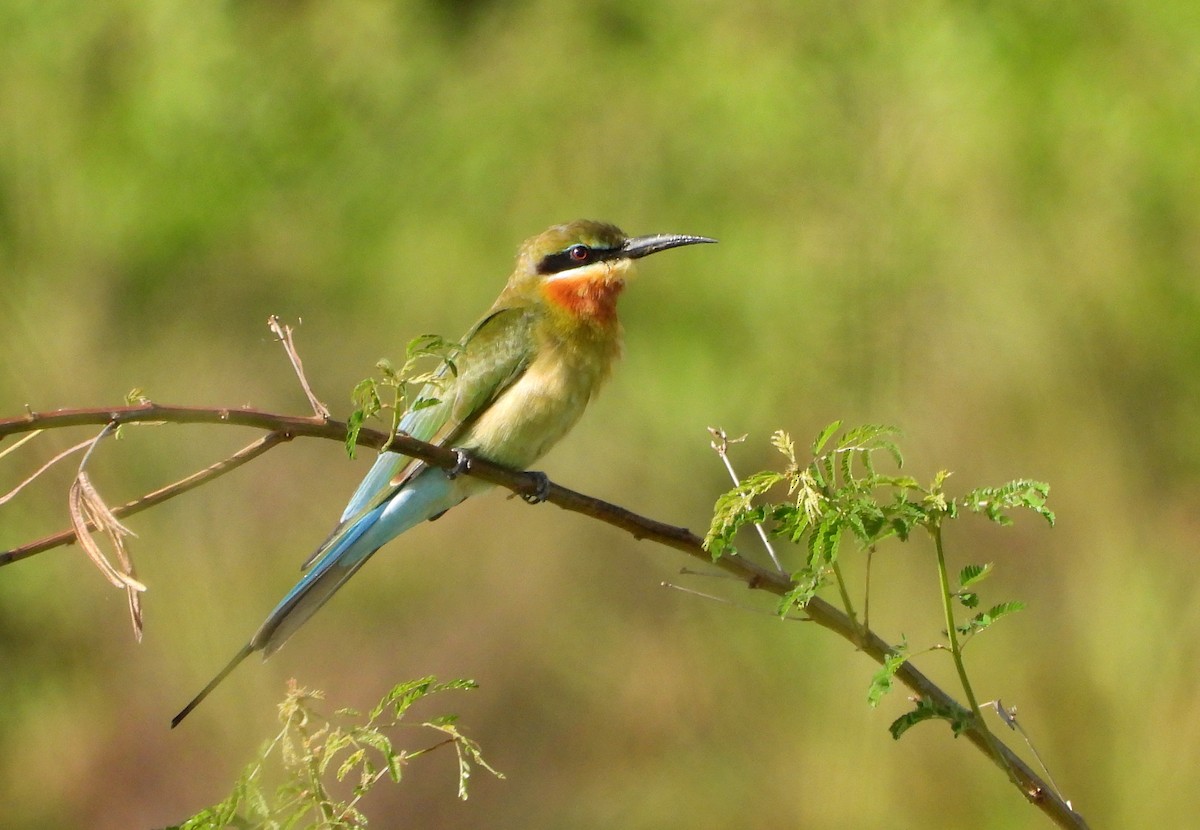 Guêpier à queue d'azur - ML647677064