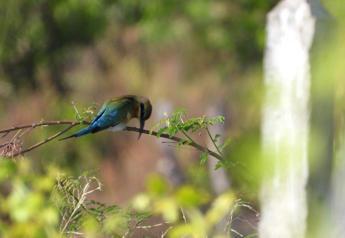 Guêpier à queue d'azur - ML647677065