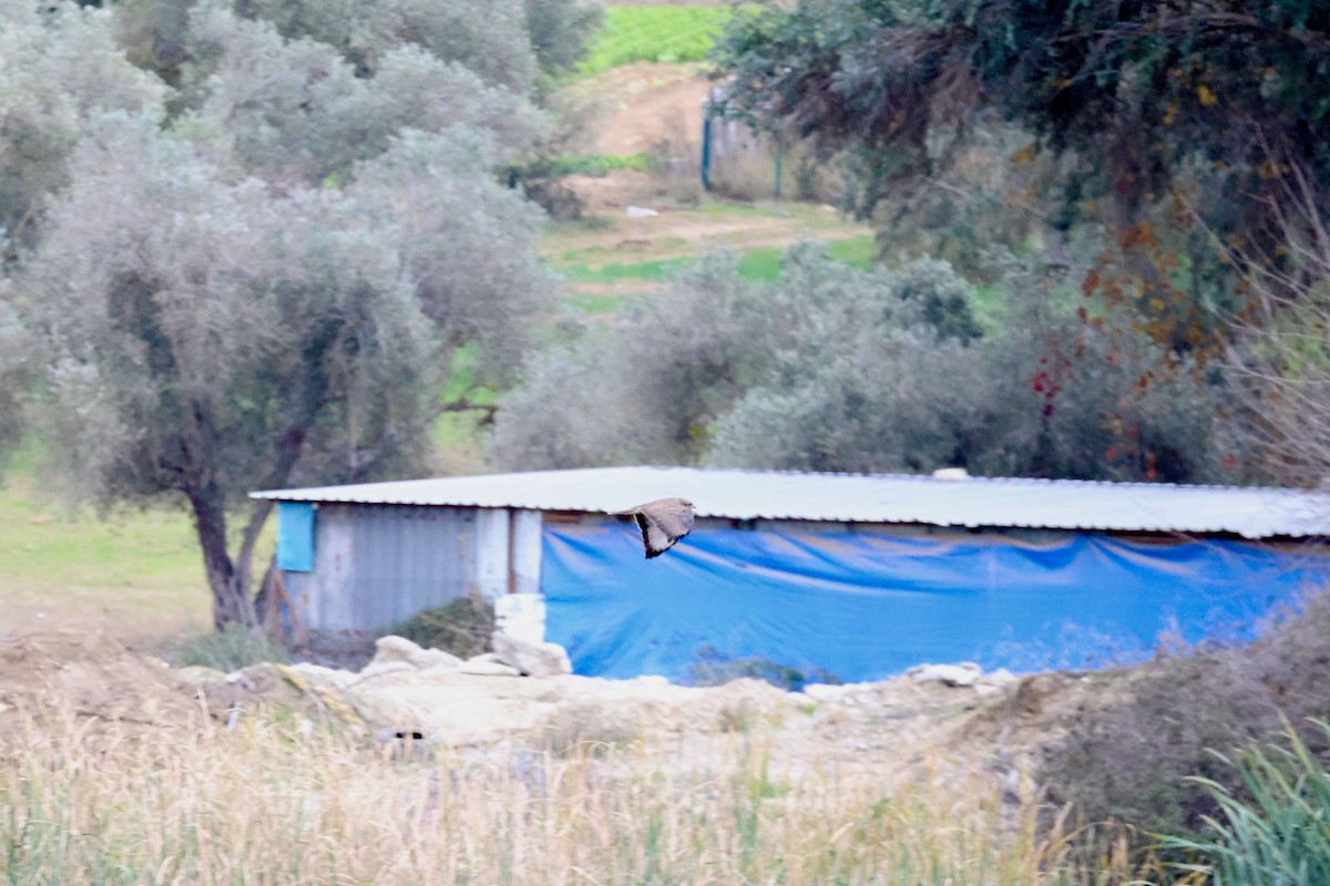 Buse variable - ML647677066