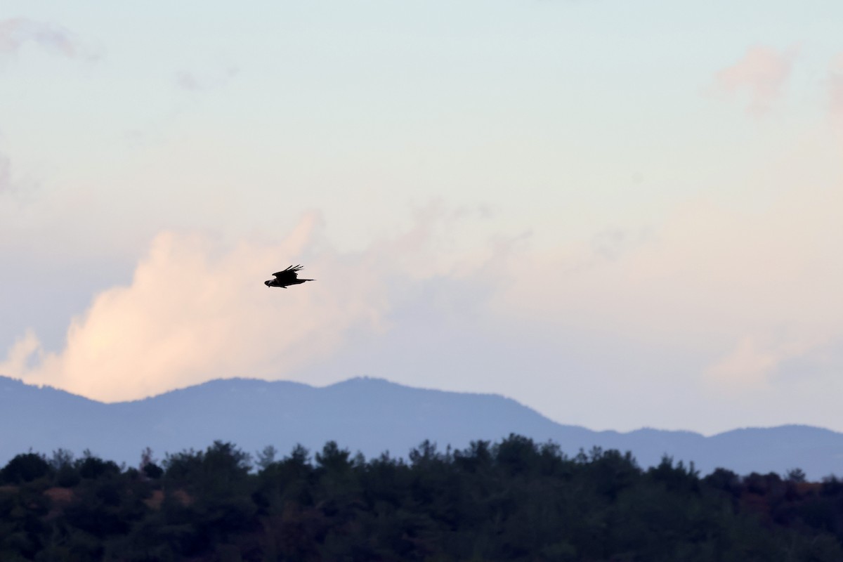 Busard des roseaux - ML647677067