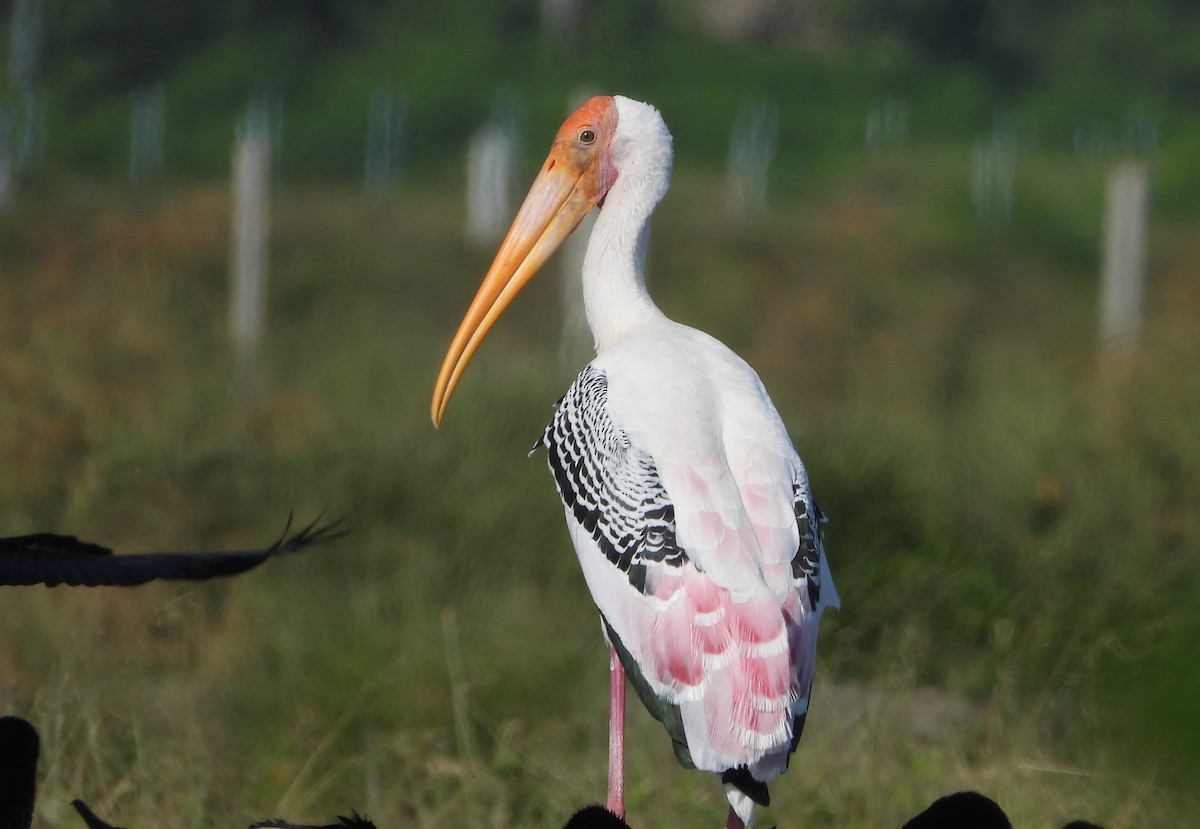 Tantale indien - ML647677069