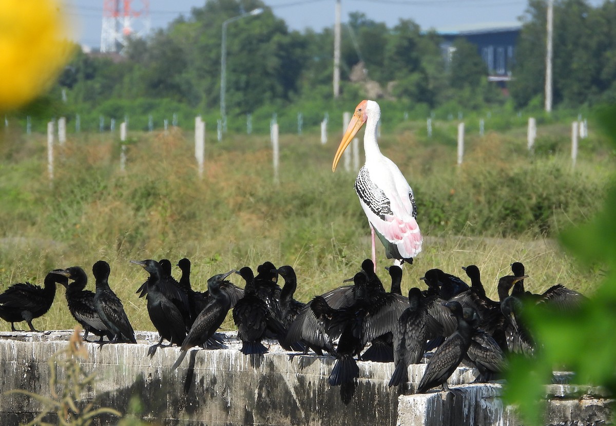 Tantale indien - ML647677071