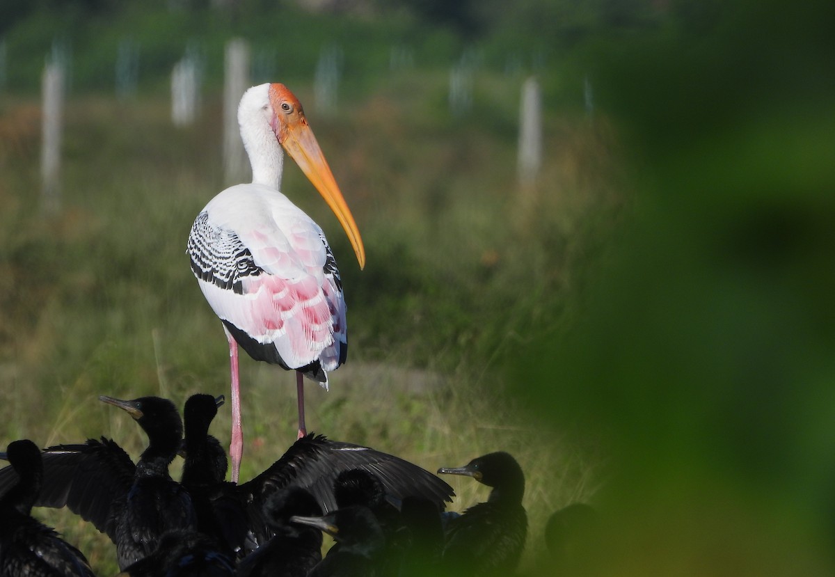 Tantale indien - ML647677072