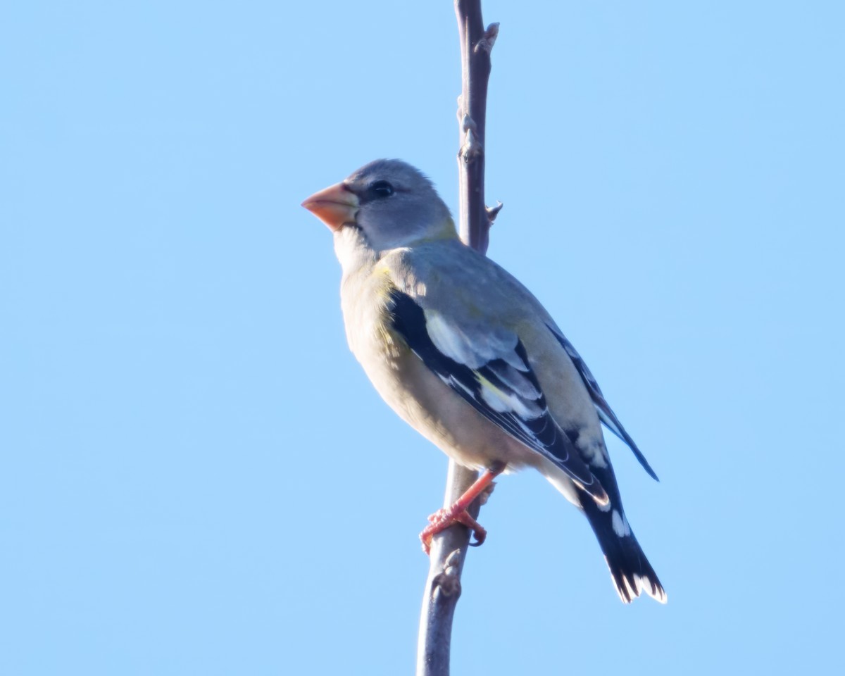 Gros-bec errant - ML647677074